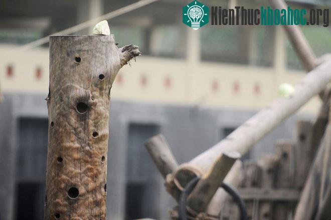 Do bị nhốt và nuôi trong chuồng nên gấu mất dần khả năng tự tìm kiếm thức ăn. Những lỗ nhỏ trên thân cây này được đục nhằm tạo điều kiện để gấu leo bám và tìm thức ăn ở nhiều nơi, khơi lại bản năng...