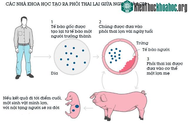 Các nhà khoa học tại Viện Nghiên cứu sinh học Salk, California Hoa Kỳ tuyên bố: Họ vừa mới có thành công bước đầu trong việc tạo ra một sinh vật nửa người nửa lợn. Xem thêm tại đây