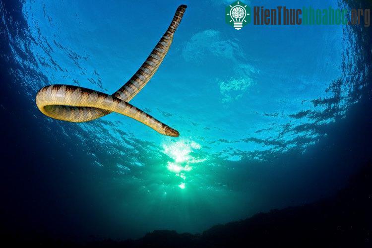 Đại dương là một "thế giới ngầm" luôn ẩn chứa những bí ẩn kỳ quái cùng những sinh vật gây chết người gây ám ảnh nhất hành tinh. Xem thêm tại đây