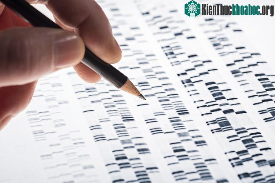 Bản đồ cơ chế di truyền biểu sinh (epigenome).