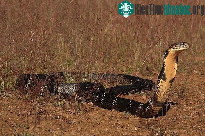 Các nhà khoa học nghiên cứu về hổ mang chúa từ khắp thế giới đã đến vùng đất này và ghi nhận hổ chúa ở đây có thể đạt kích cỡ tới 7m, nặng gần 20kg.