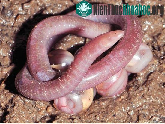 Phát hiện loài lưỡng cư không chân