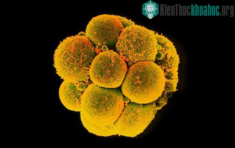 Các nhà khoa học Trung Quốc sử dụng công cụ chỉnh sửa gene CRISPR/Cas9 để tạo ra phôi thai kháng virus HIV. (Ảnh: Yorgos Nikas).