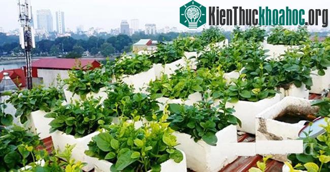 Kỹ thuật trồng cây rau sạch trong hộp xốp rất dễ thực hiện, chỉ cần bỏ chút công sức và thời gian chờ đợi, những đợt rau sạch tự tay trồng đảm bảo an toàn sẽ đến ngày thu hoạch. Xem thêm tại đây