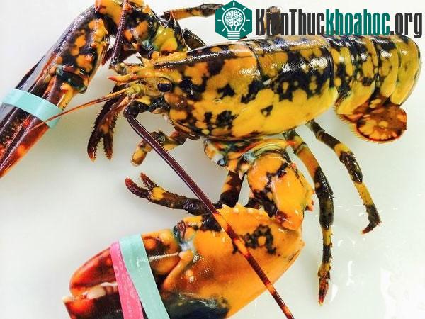 Top 10 câu chuyện ấn tượng về động vật 2014