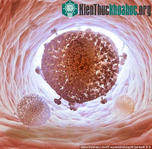 Các nhà khoa học đã tìm ra cách xóa sổ virus HIV khỏi bộ gene của người bằng cách sử dụng một enzym để cắt nhỏ chúng. Xem thêm tại đây