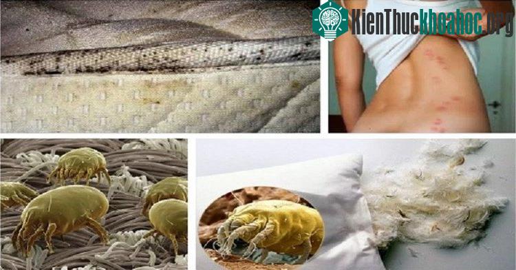 Thói quen gấp gọn ga giường ngay sau khi ngủ dậy tưởng là tốt, nhưng hóa ra lại ẩn chứa một số nguy hại nhất định. Xem thêm tại đây
