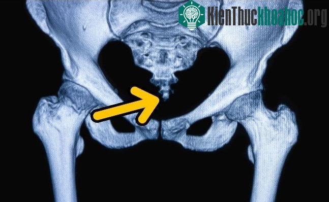 Nhiều người cho rằng, bộ phận này thực sự "vô dụng" nhưng chúng cũng "lợi hại" phết đấy chứ! Xem thêm tại đây