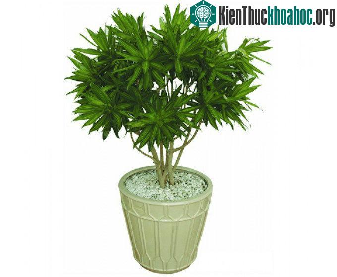 Trồng cây trong nhà không chỉ làm đẹp cho ngôi nhà của bạn mà một số loại cây cảnh như thường xuân, lan ý, trầu bà... còn có thể thanh lọc không khí, hấp thụ chất ô nhiễm trong môi trường sống đem ...
