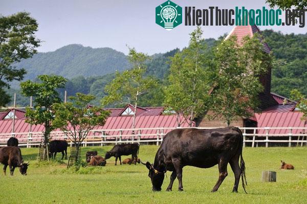 Cùng đột nhập trang trại nuôi bò Kobe ở Nhật Bản – nơi nông dân hàng ngày đều tẩm quất, massage và cho bò uống bia. Xem thêm tại đây