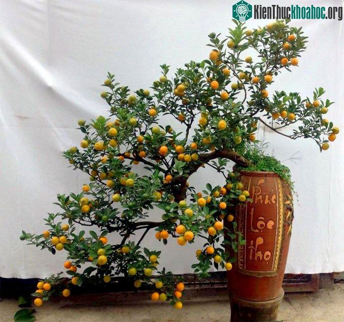 Sau tết, nếu cây quất trồng lại được chăm sóc tốt, đúng kỹ thuật, tạo tán cẩn thận thì có thể sinh trưởng tốt và ra quả phục vụ cho tết năm sau. Xem thêm tại đây