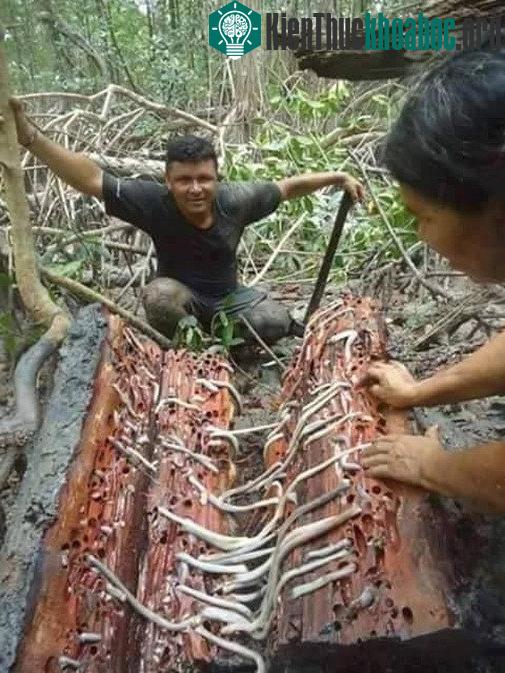 Nhìn vào bức hình này, hẳn ai trong chúng ta cũng cảm thấy hoảng hốt. Dám cá rằng 10 người nhìn thì đến 11 người phải thốt lên câu "Má ơi, cái gì thế này". Xem thêm tại đây