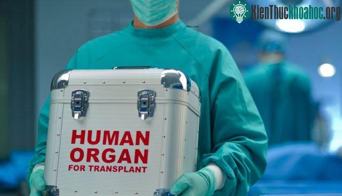 Giới khoa học đã tìm cách cấy ghép nội tạng người và động vật từ thế kỷ 18 nhưng đến năm 1869 ca ghép da đầu tiên mới được thực hiện.
