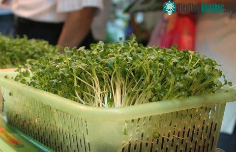 Gian hàng giới thiệu công nghệ rau mầm sạch tham dự Techmart Vietnam ASEAN+ 3 năm 2009. (Ảnh: Tiến Dũng)