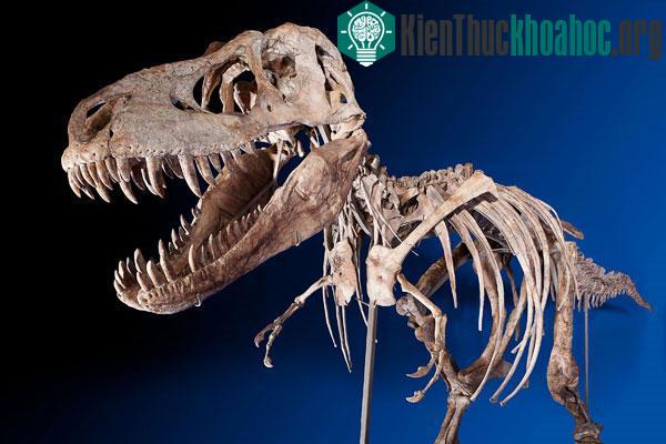 Bộ xương khủng long gần hoàn thiện được bán với giá gần 22 tỷ đồng. (Nguồn: Livescience)