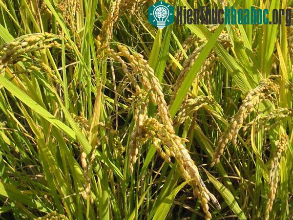 Tôn vinh vai trò khoa học trong an ninh lương thực ảnh 0