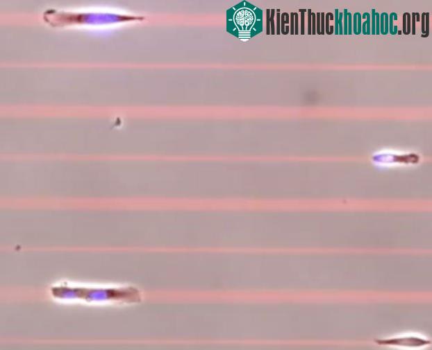 Cuộc của của các tế bào nhanh nhất thế giới. (Ảnh: Discovery)