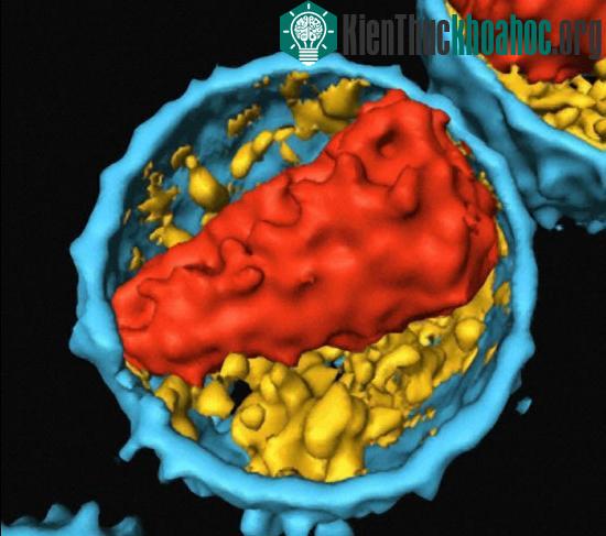 Italy sẽ thử nghiệm vắcxin HIV/AIDS tại Nam Phi ảnh 0