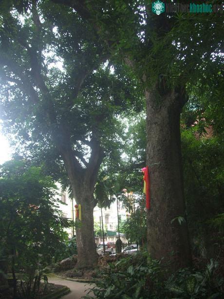 Lần đầu tiên vinh danh Cây di sản Việt Nam ảnh 0