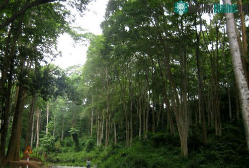 Nghệ An đón danh hiệu khu dự trữ sinh quyển thế giới ảnh 1