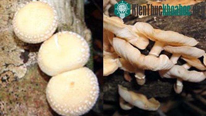 Loài nấm mới được đặt tên là Bạch Kim Hương.