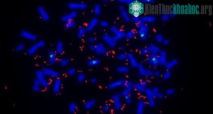 DNA ngoài nhiễm sắc thể có mối liên quan đến ung thư. (Ảnh: San Diego).