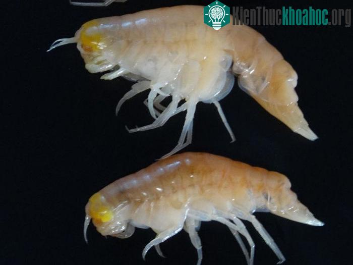Sinh vật tại nơi sâu nhất hành tinh cũng bắt đầu nhiễm độc.