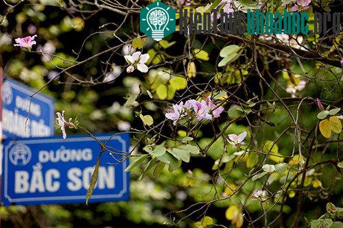 Sắc tím hoa ban Tây Bắc giữa trời xuân Hà Nội ảnh 0