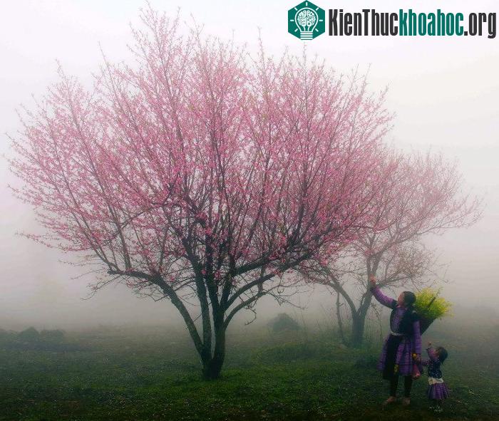 Đầu tuần mới, giá rét vẫn bao trùm toàn miền Bắc.
