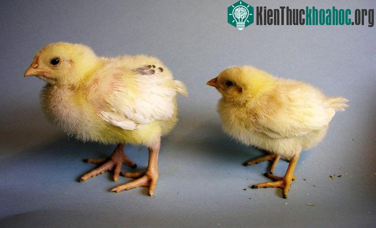 TeraEgg không phải là công nghệ duy nhất được phát triển nhằm ngăn chặn việc tàn sát gà con.