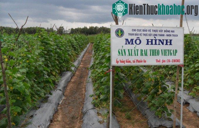 Rau sạch VietGAP là cách tạo sự uy tín cho nhà sản xuất cũng như đem lại sức khỏe đảm bảo cho người dùng. (Ảnh: internet).
