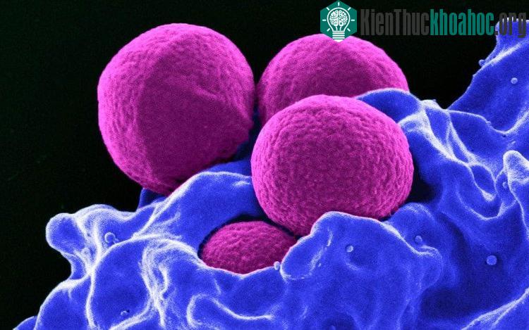 Bí ẩn đằng sau việc phóng siêu khuẩn chết người MRSA vào không gian ảnh 1