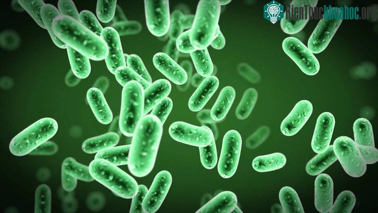 Khả năng kháng kháng sinh của vi khuẩn là do nó đã có sự biến đổi trong gene mã hóa các thành phần ribosome.