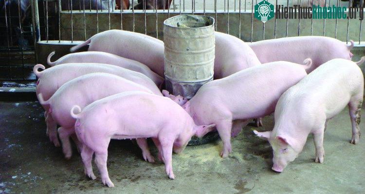 Dù gây tranh cãi song phương pháp chỉnh sửa gene sẽ giúp vật nuôi khỏe mạnh hơn.