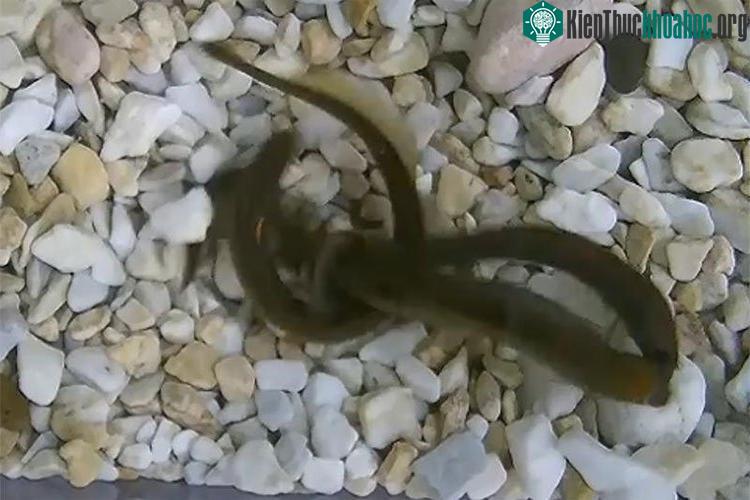 Ảnh chụp màn hình một con cá mút đá.
