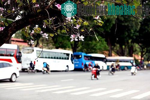 Sắc tím hoa ban Tây Bắc giữa trời xuân Hà Nội ảnh 1