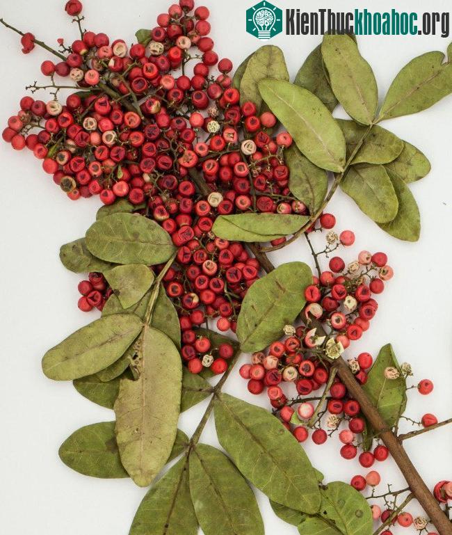 "Các thầy thuốc cổ truyền ở vùng Amazon đã sử dụng Peppertree Brazil hàng trăm năm qua để điều trị nhiễm trùng da và mô mềm".