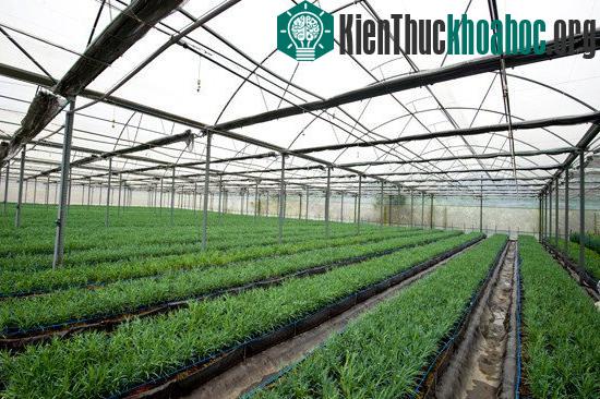 Nhà lưới, nhà kính có tác dụng hạn chế sâu, bệnh, cỏ dại, sương giá, nắng hạn...