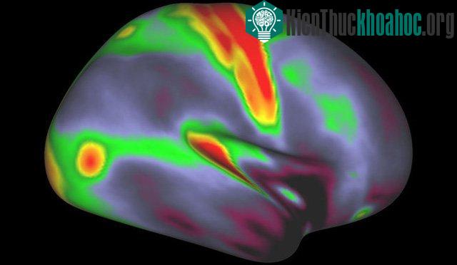 Một hình ảnh khác cung cấp thông tin về các vị trí giàu myelin (đỏ, vàng) hay ít myelin (xanh, tím).