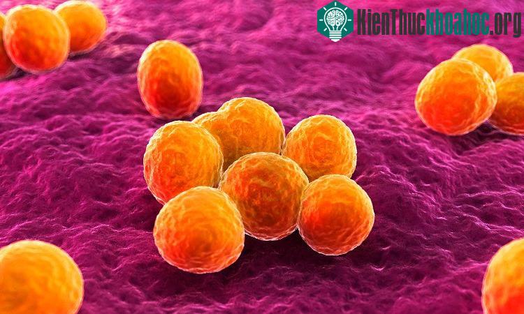 Bí ẩn đằng sau việc phóng siêu khuẩn chết người MRSA vào không gian ảnh 2