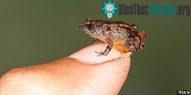 Ếch đêm Vijayan bé xíu, nằm ngọn trên móng tay của nhà nghiên cứu.