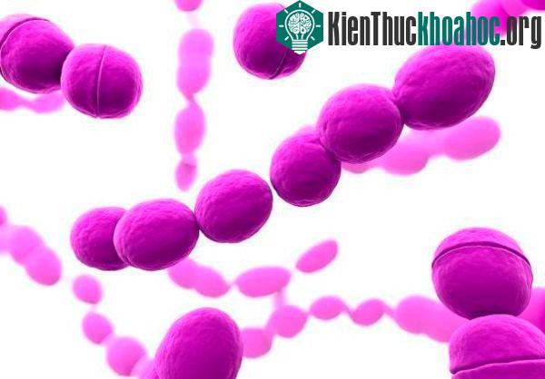 Liên cầu khuẩn gây viêm họng.