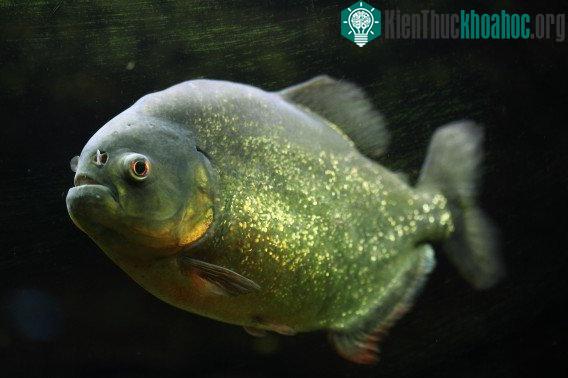 Cá piranha