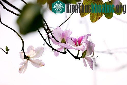 Sắc tím hoa ban Tây Bắc giữa trời xuân Hà Nội ảnh 11