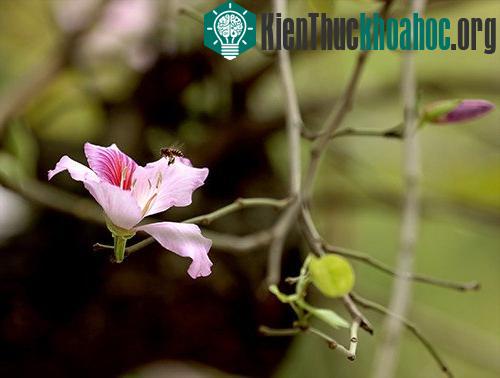 Cánh hoa ban mềm mại như cánh bướm, e ấp sau những đợt nắng đầu mùa.