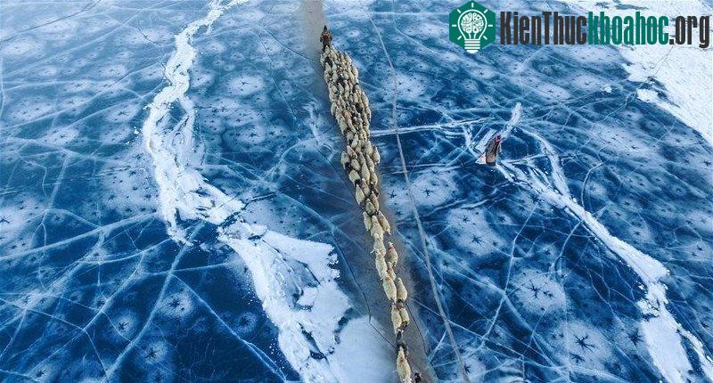 Hàng nghìn chú cừu đồng loạt di cư qua mặt hồ cao nhất thế giới ảnh 12