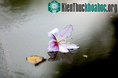 Sắc tím hoa ban Tây Bắc giữa trời xuân Hà Nội ảnh 13