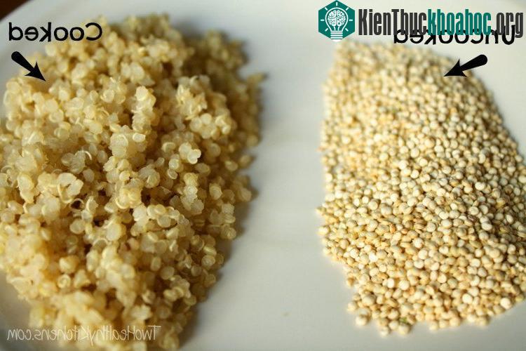 Cây diêm mạch có thể cung cấp một nguồn thực phẩm dinh dưỡng lành mạnh cho thế giới.