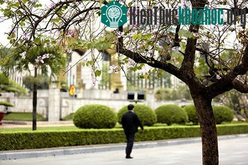 Những cánh hoa ban trắng muốt pha sắc tím hồng mang đến hương vị của miền rừng núi Tây Bắc giữa lòng Thủ đô.