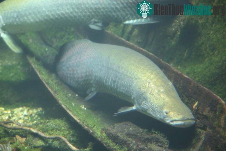 Cá Arapaima